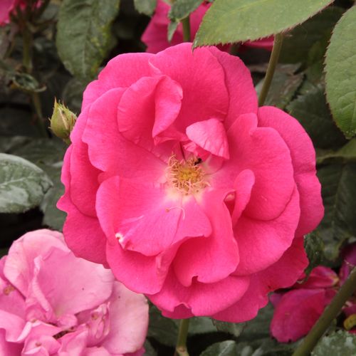 E-commerce, vendita, rose, in, vaso rose polyanthe - rosa - Rosa Lafayette - rosa non profumata - Brent C. Dickerson - ,-